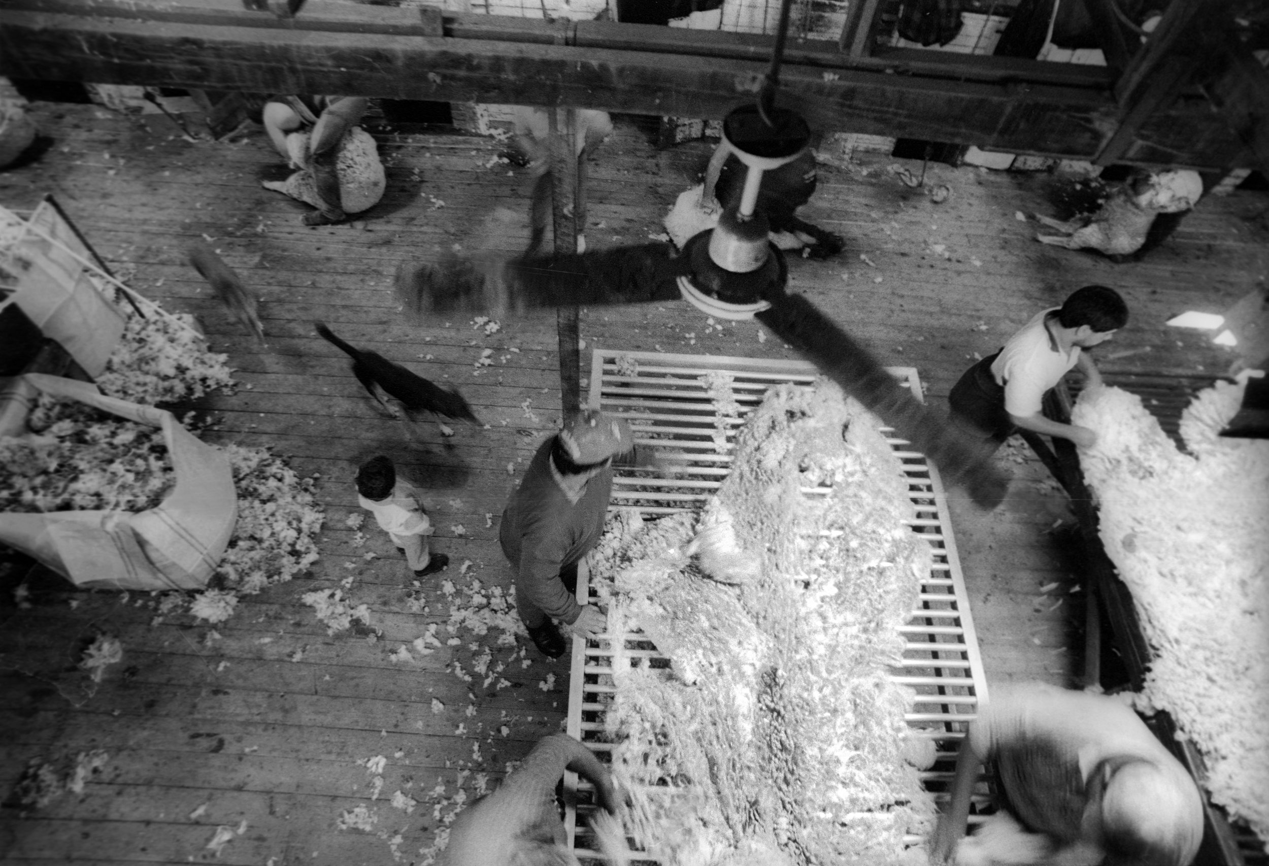  Sorting the fleece on a busy shearing shed ‘floor’. Outback, NSW, Australia. 1997   