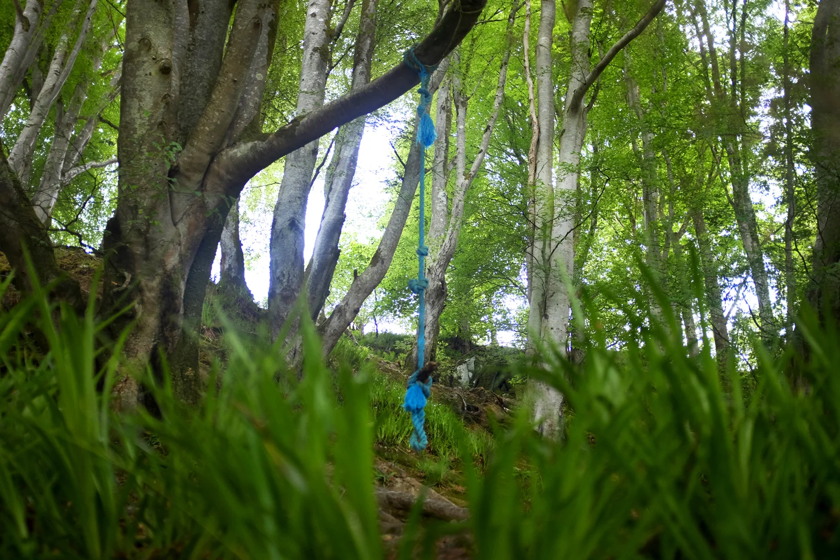 Rope swing, Tayvallich, Argyll & Bute. West Scotland.