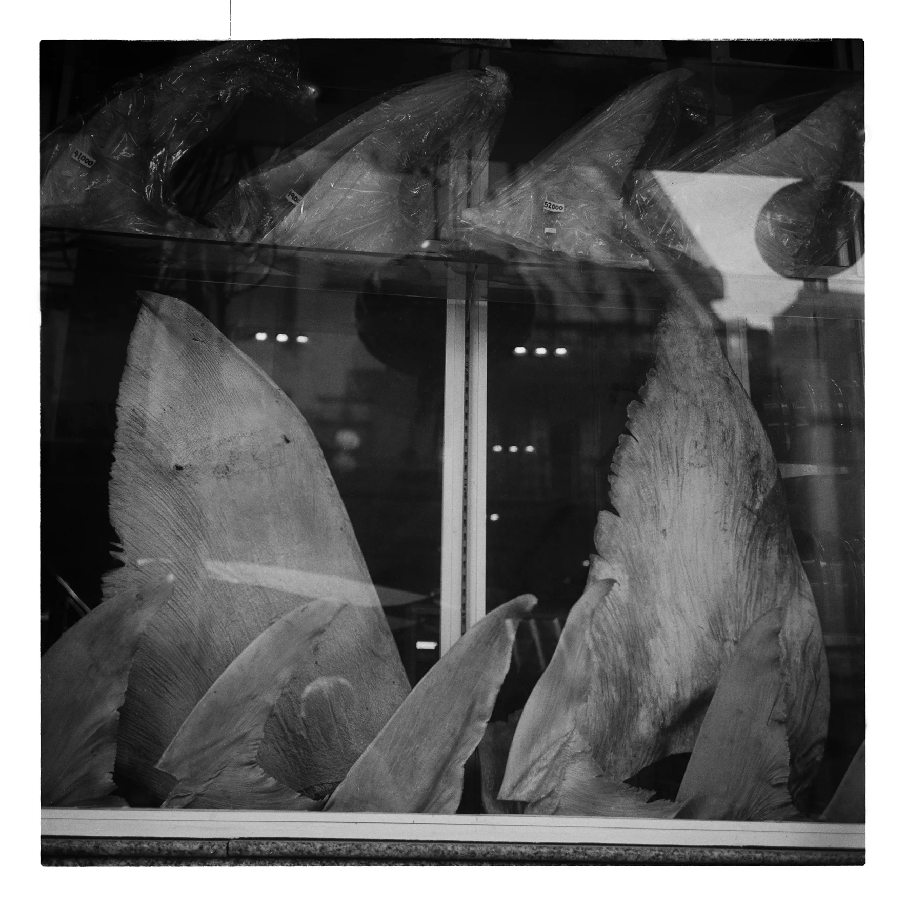 JackPicone_SharkFins_Web-1.jpg