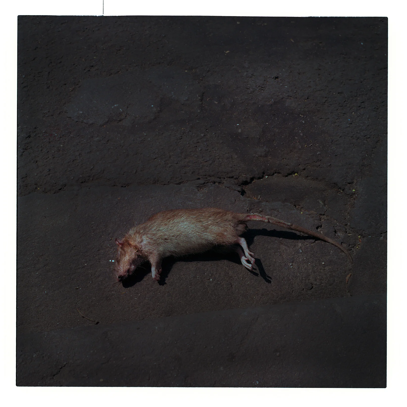  Rigor Mortis Rat # 1 Bangkok, Thailand. 2016 