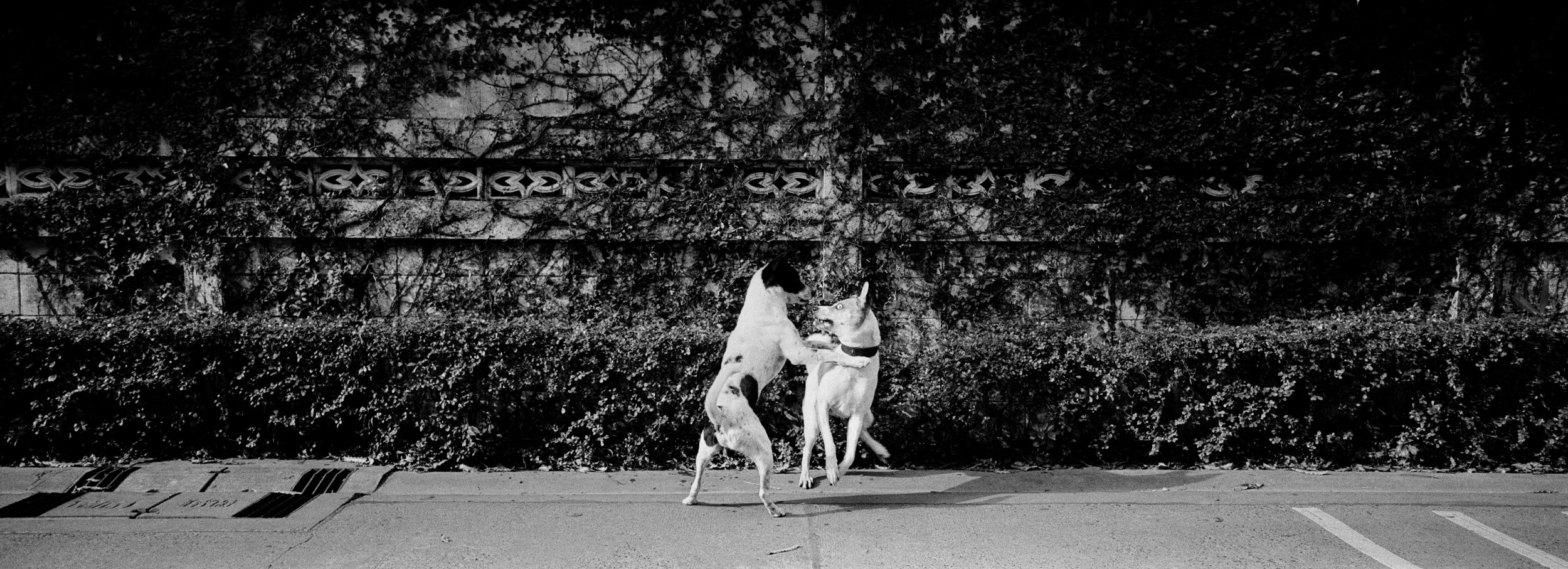  “Dog Wars.” Bangkok, Thailand. 2014 