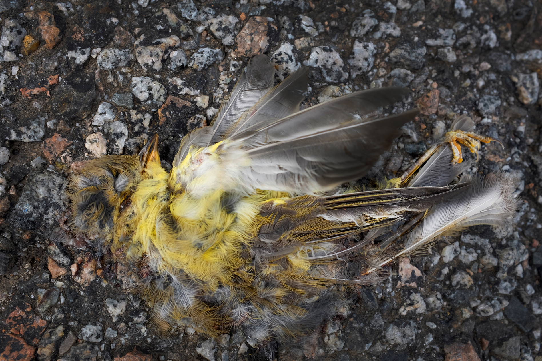  #3 Roadkill, Tayvallich. Argyll &amp; Bute. 