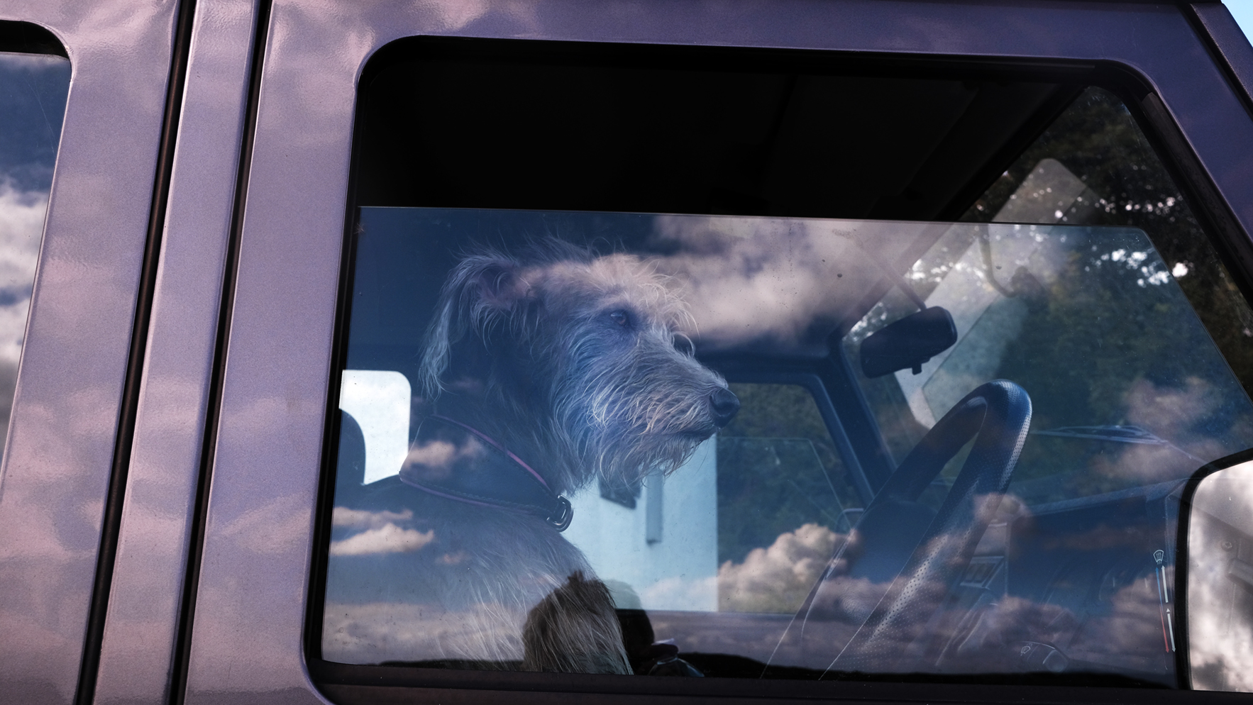  Dog in the drivers seat. Tayvallich, west coast Scotland. 