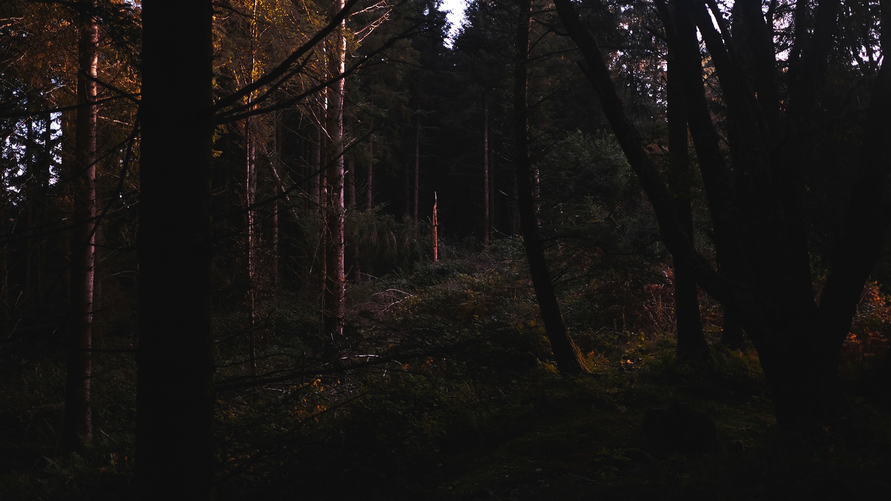  Fallen Trees, Argyll and Bute, Scotland. 