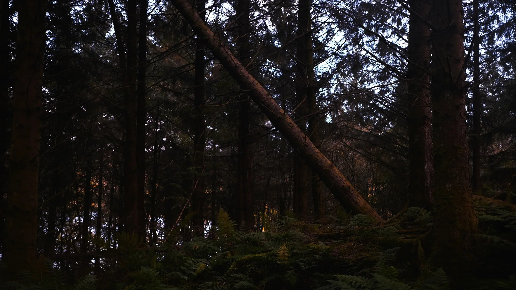 JackPicone_Trees-Tayvallich-Web-2.jpg