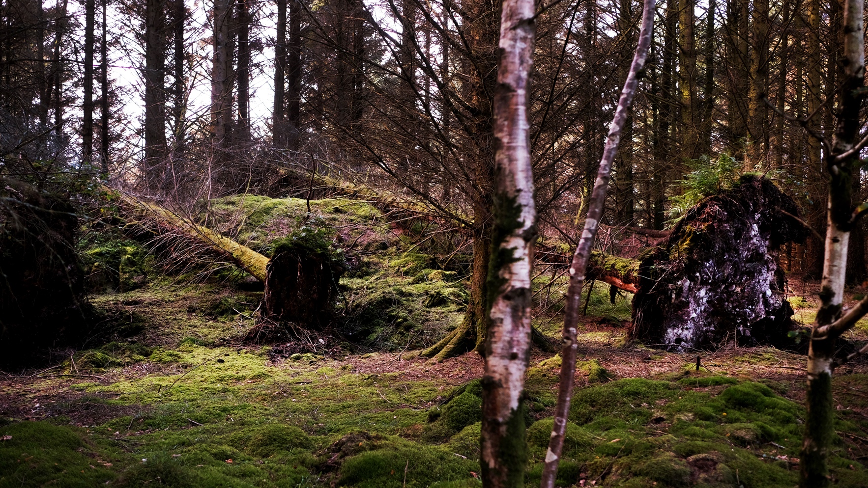  Fallen Trees, Argyll and Bute, Scotland. 