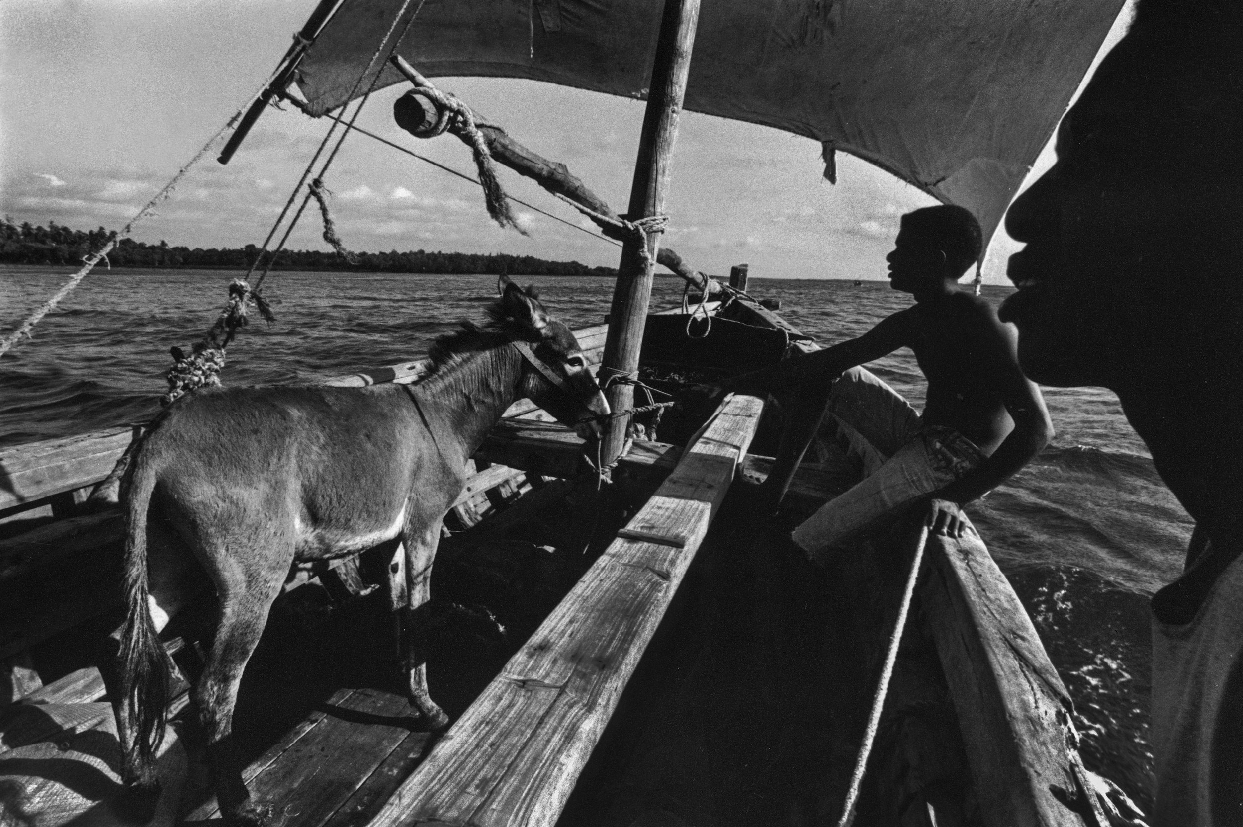  Donkey transported to outer Island. Off the coast of Mombasa, Kenya. 1999 