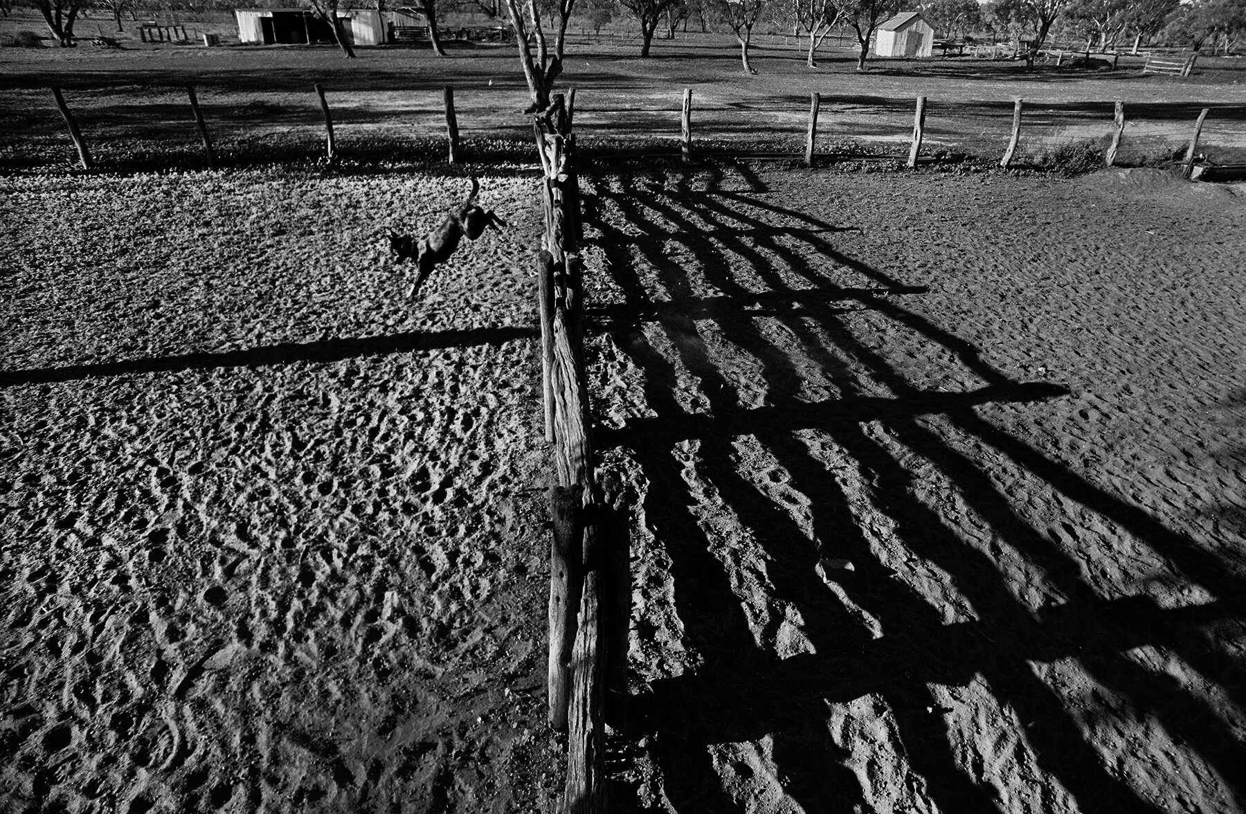  “Over The Top.” Dog on a sheep property near Bourke, outback NSW, Australia. 1997 