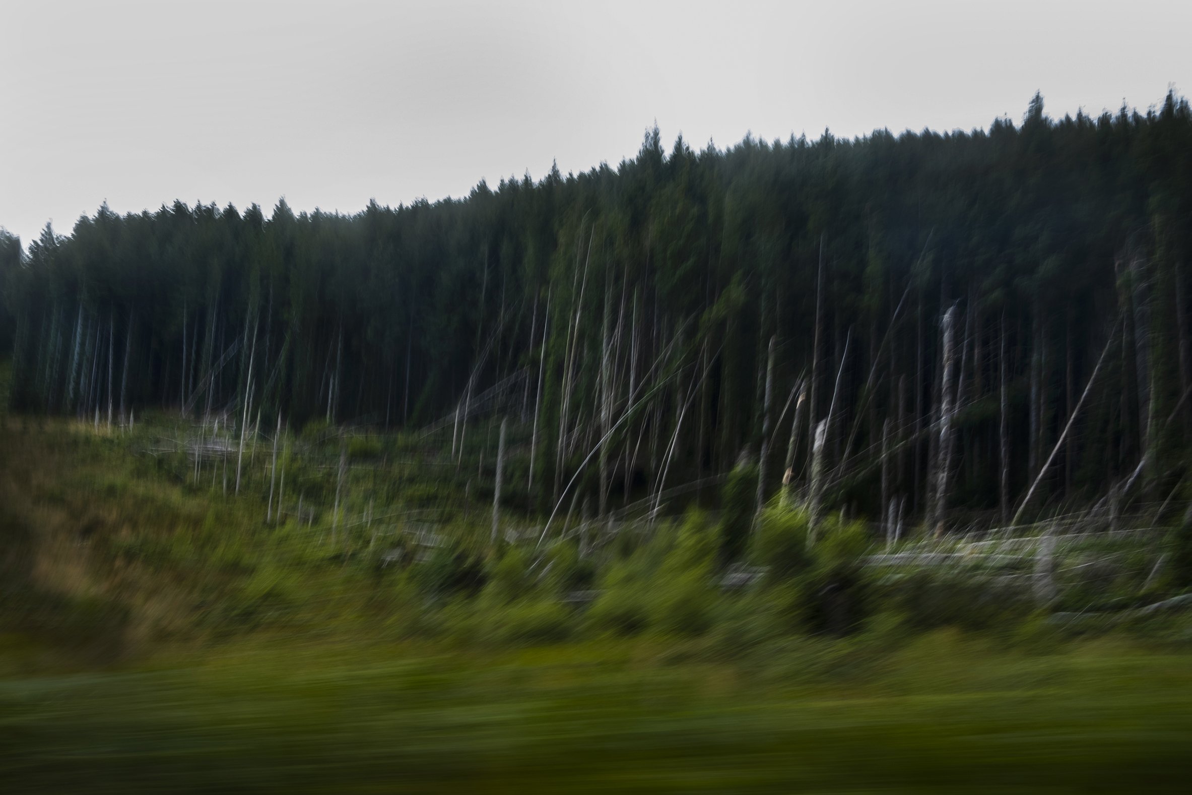  Fallen Trees, Argyll and Bute, Scotland. 