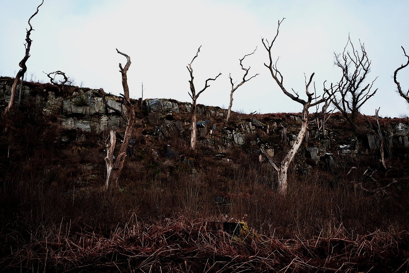  Trees, Argyll and Bute, Lochgilphead. 