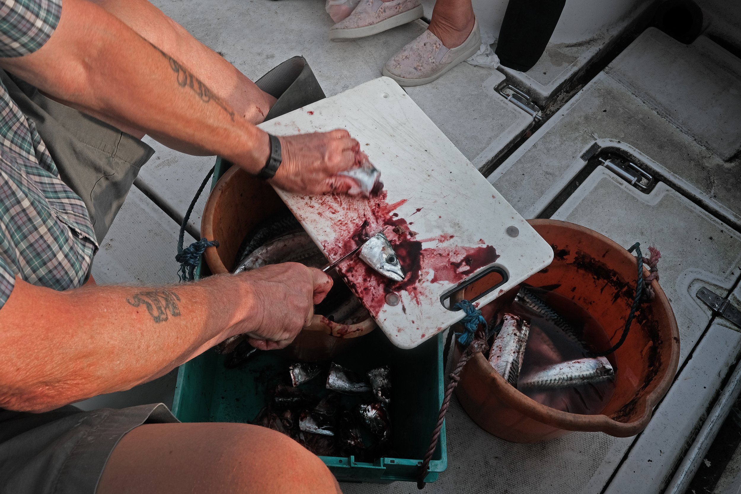  Mackerel caught in the Sound of Jura being prepared for the nights meal. 