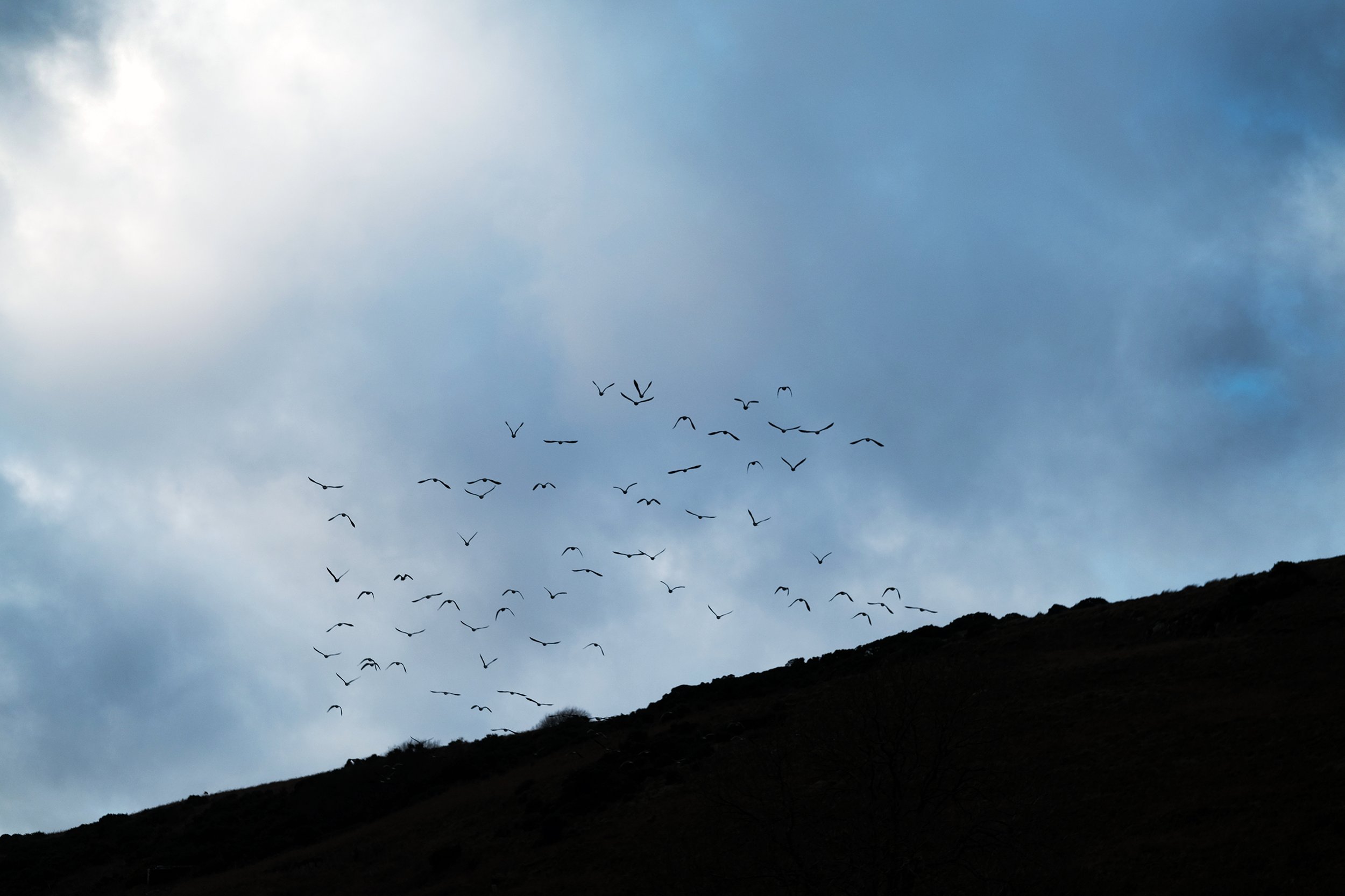  Geese. On the B8025. Argyll and Bute, Scotland.  