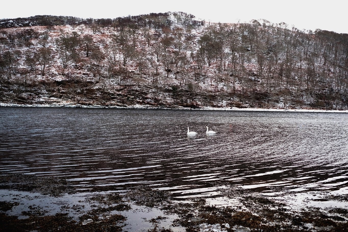  'Swans and Snow' Linne Mhuirich, Tayvallich, Argyll &amp; Bute. 