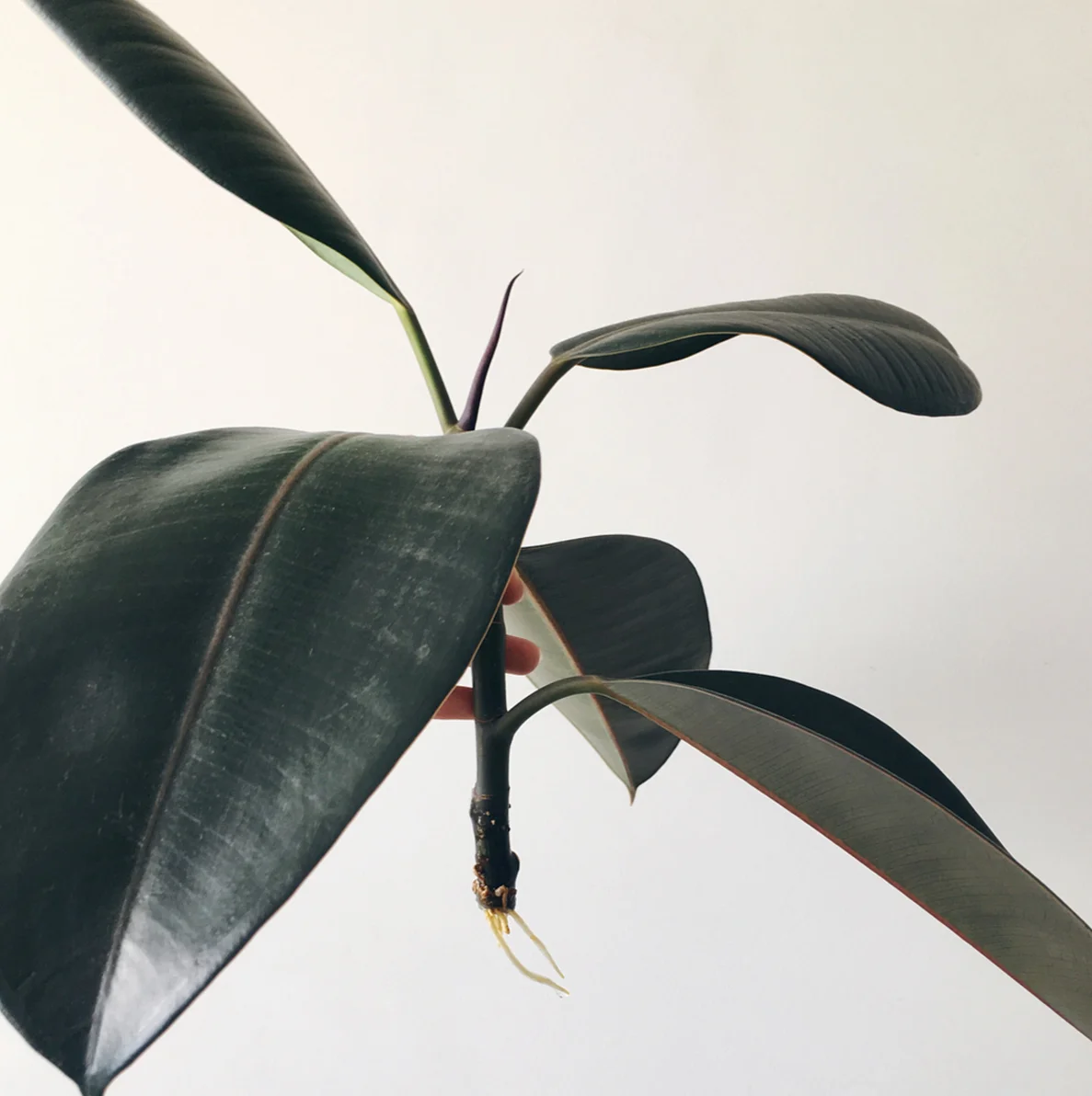 The Plant Issue_Kelly Gamble_The Plant Society_Jason Chongue_Photo03.jpg