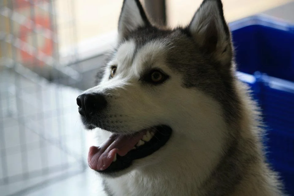 diesel husky.jpg