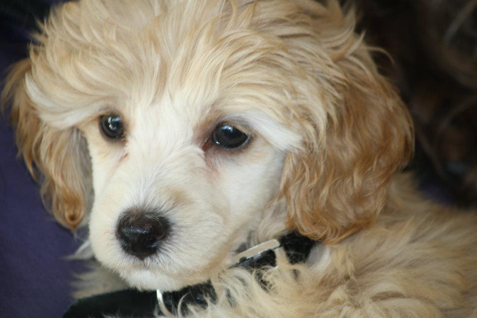 sophie.jpg