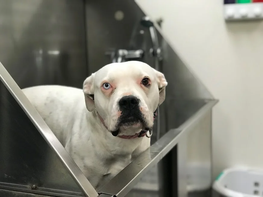 dog wash.jpg