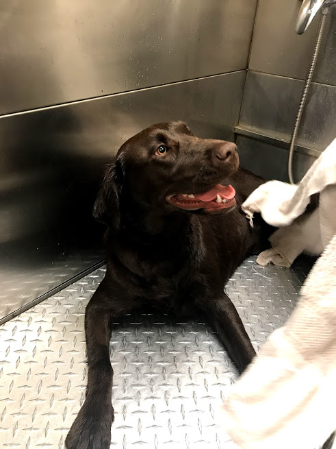 lab bath.jpg