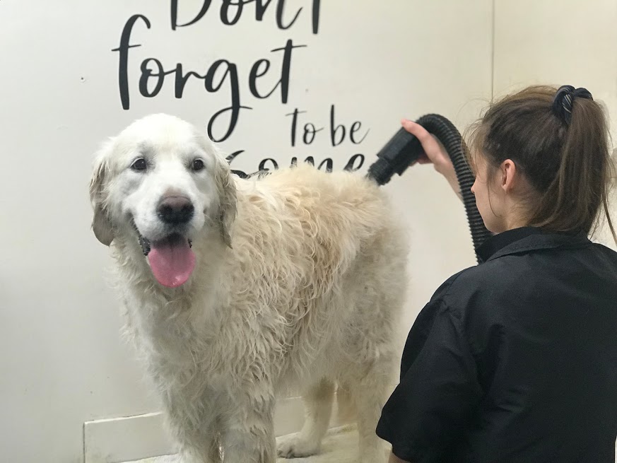 goldie blowdry.jpg