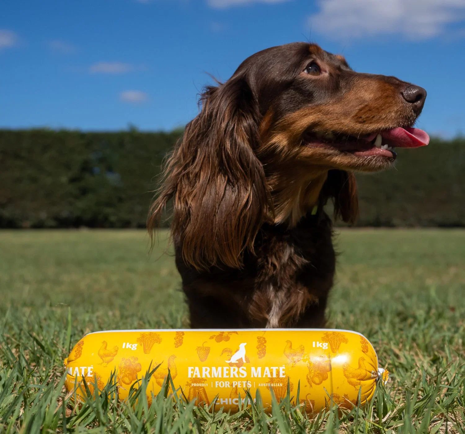 Farmers-Mate-for-Pets-1500x1400-Chicken-roll-Dachshund.jpg.webp