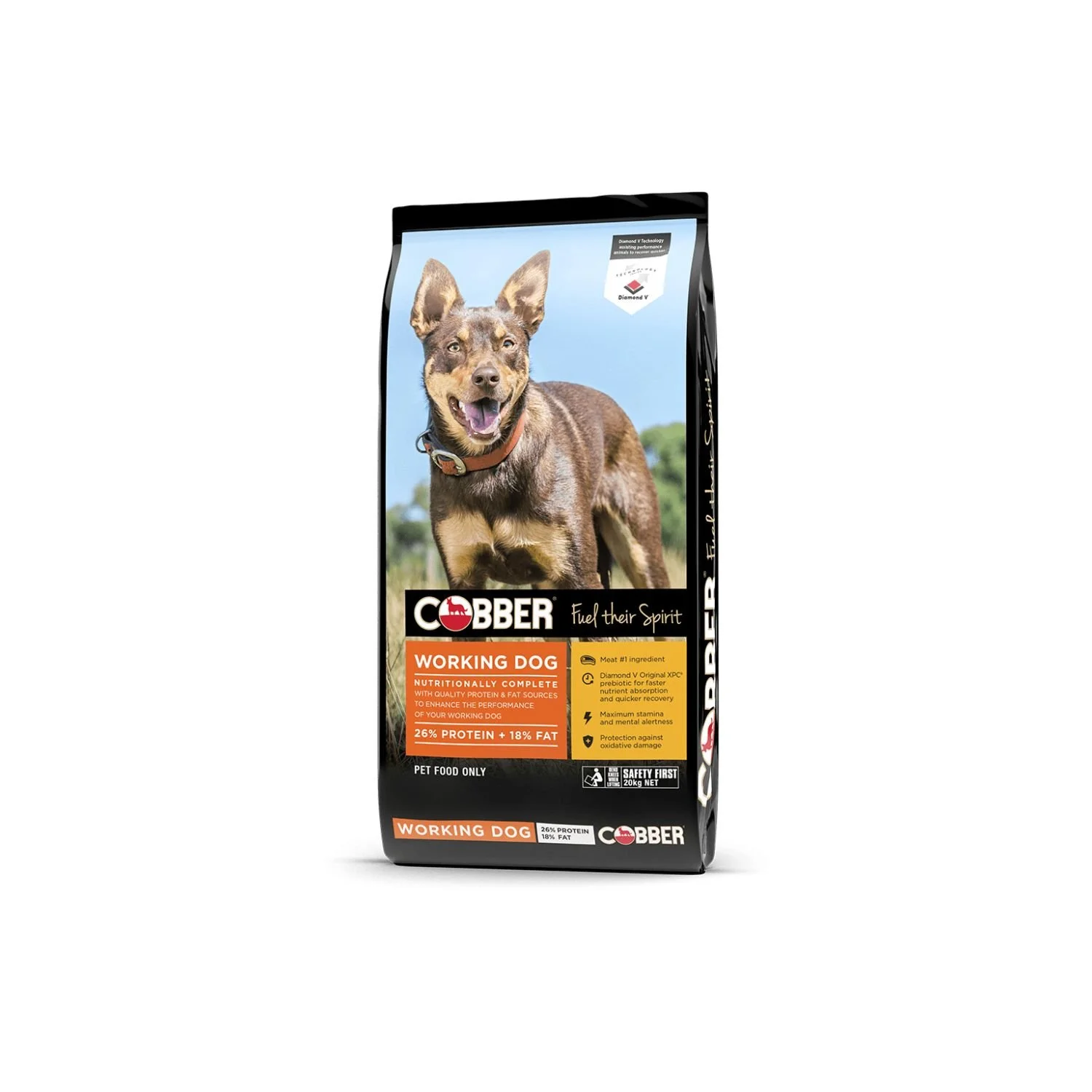 cobber working dog.jpg