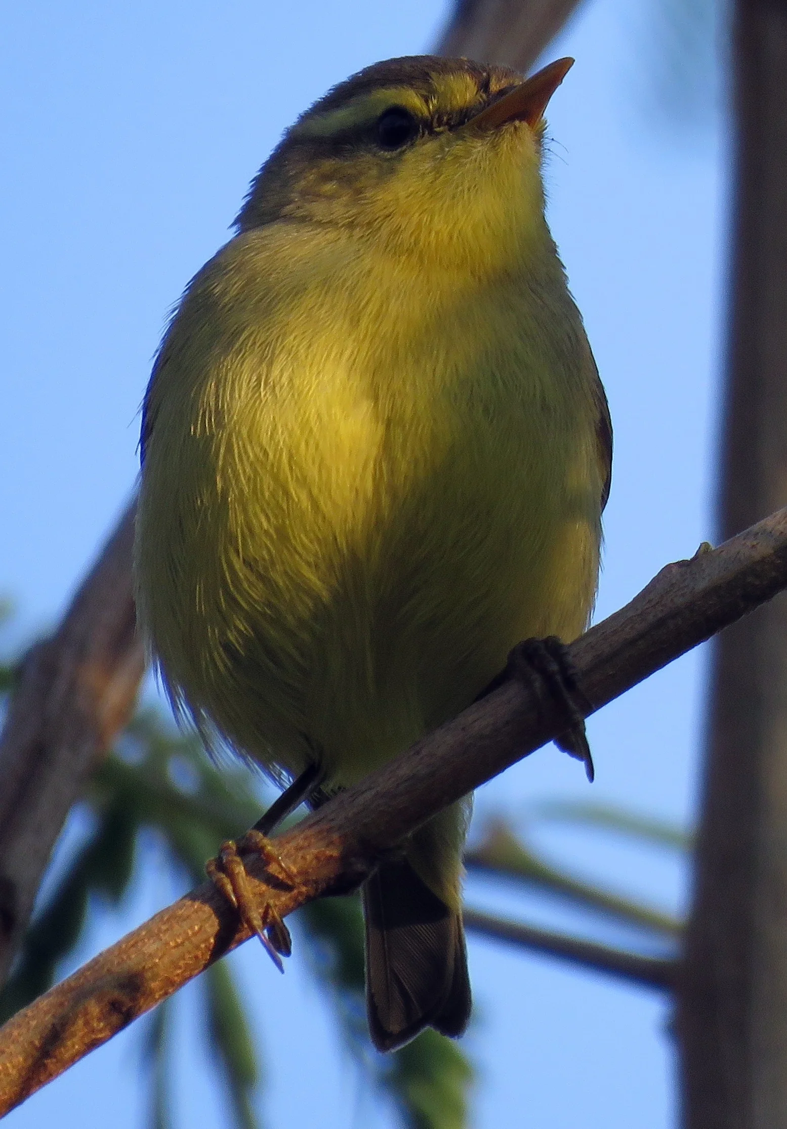 Tickell’s Leaf Warbler