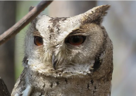 owl1.jpg