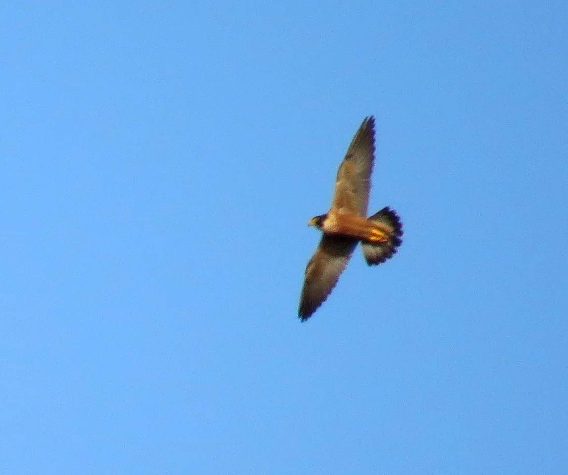 p1.jpg