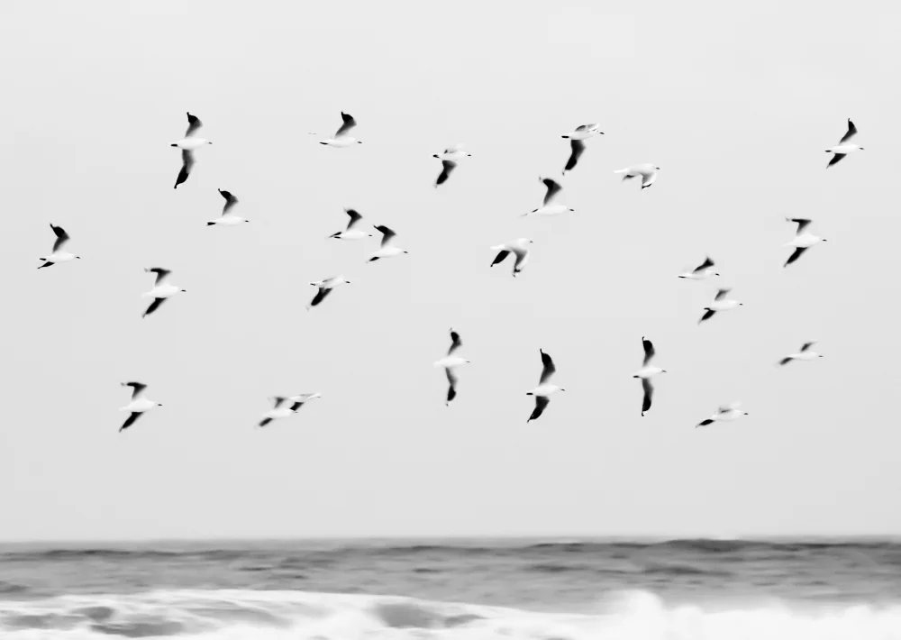 138A2265-BW-RIBBA.jpg