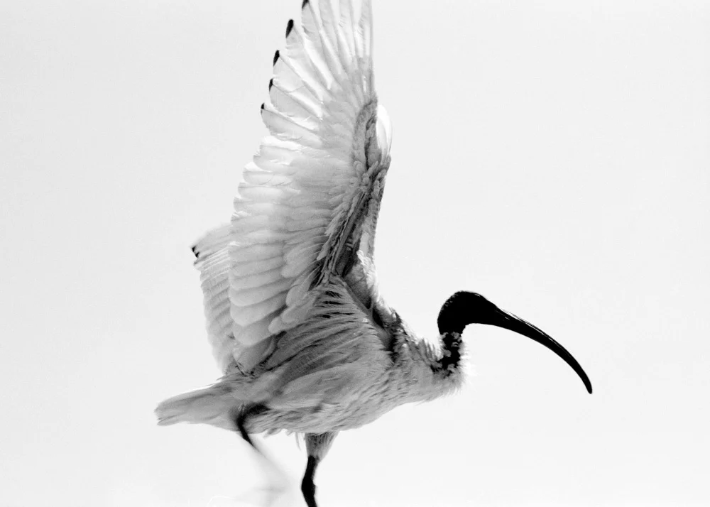 15-ibis-ribba.jpg