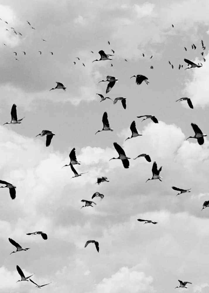 ibis-croped-RIBBA.jpg