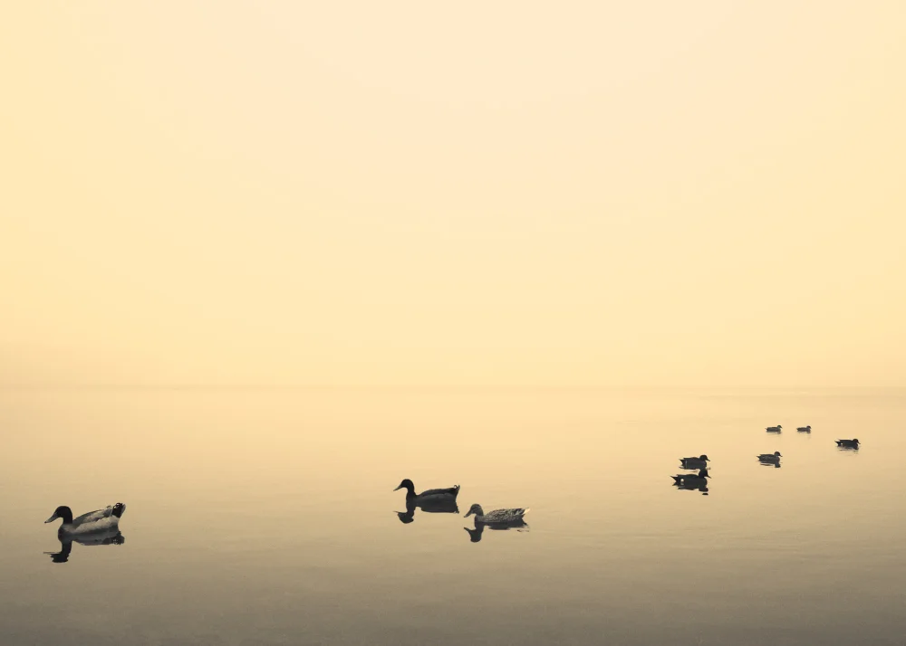 IMG_5720-NINE-DUCKS-RIBBA.jpg