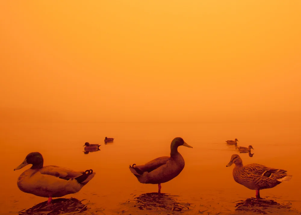 SEVEN-DUCKS-RIBBA.jpg