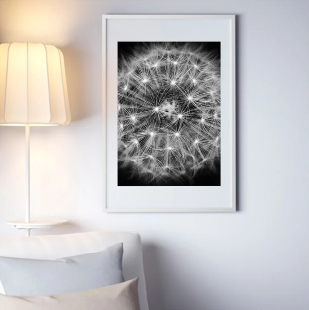 DANDILION-RIBBA-WHITE.jpg
