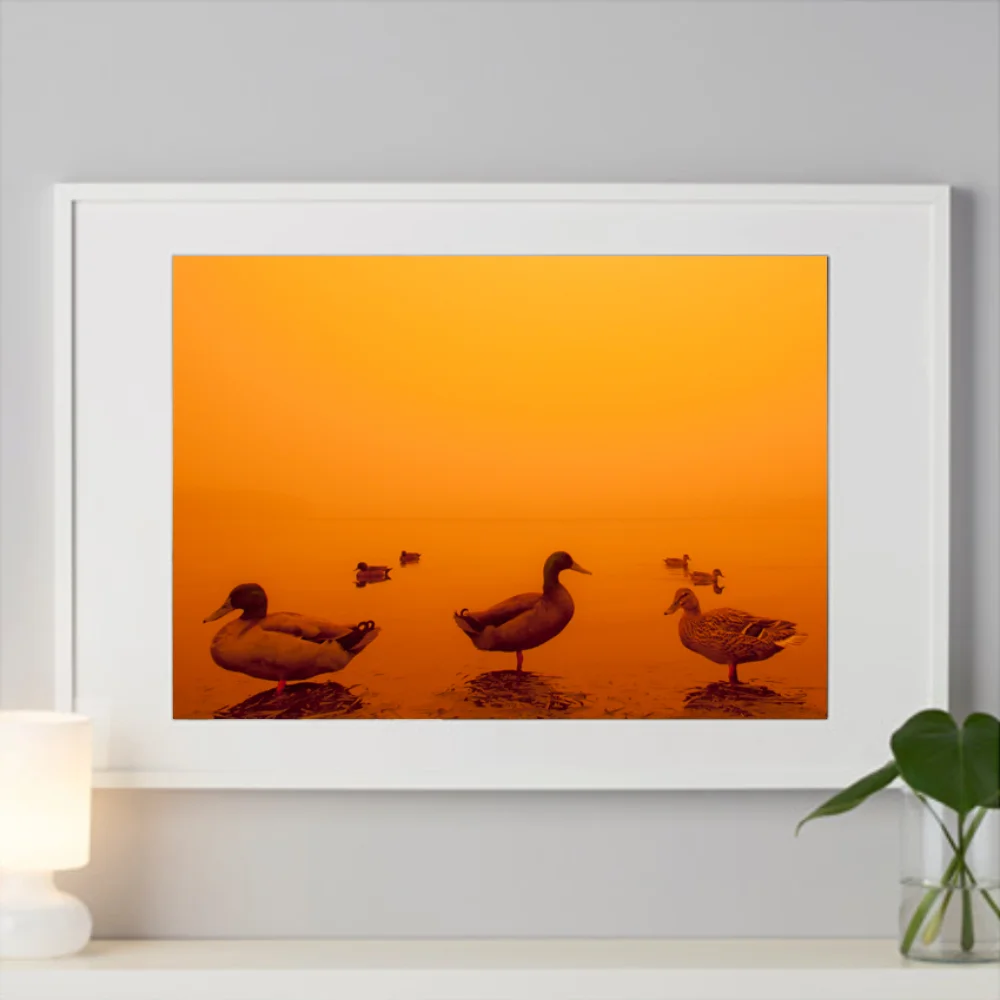 SEVENDUCKS-RIBBA-WHITE.jpg
