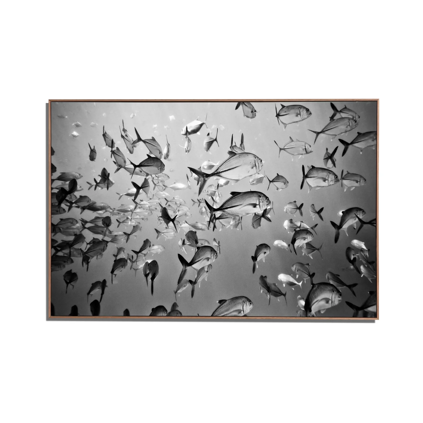 TREVALLY-BOX-FRAME.jpg