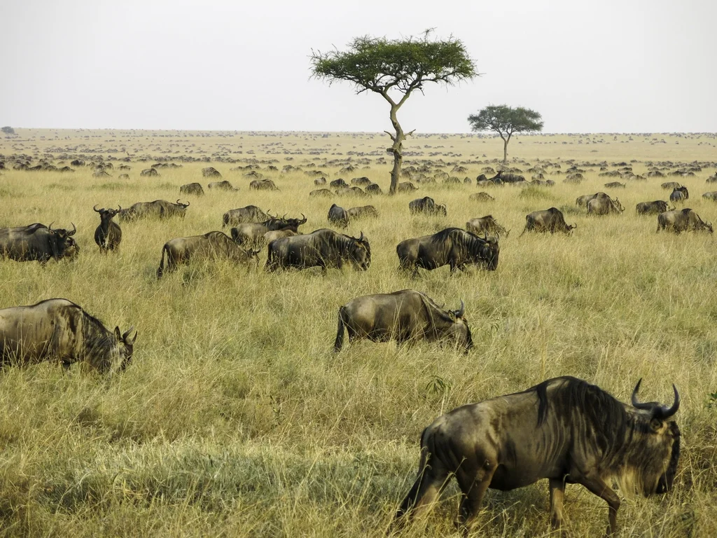 Part of the 1.3mill wilderbeest crossing from Tanzania into Kenya - Maasai Mara National Reserve, Kenya