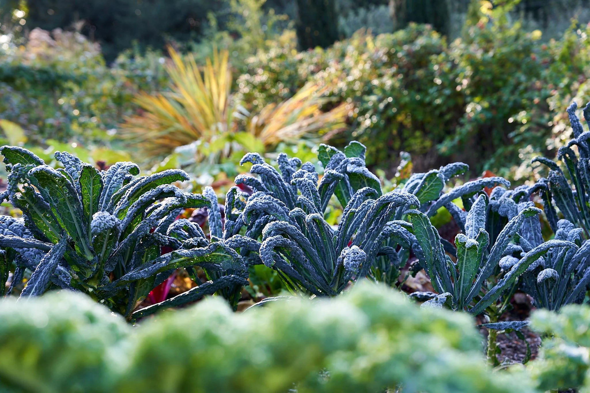 Garden 13.jpg