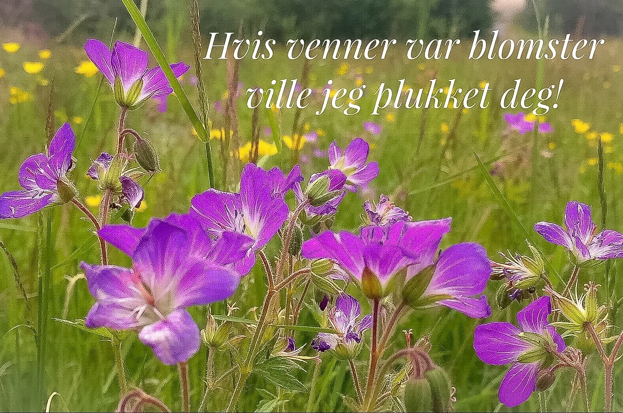 Hvis venner var blomster.._ (002).jpg