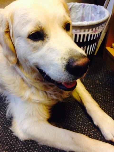 waddington at work on his 1st birthday.jpg