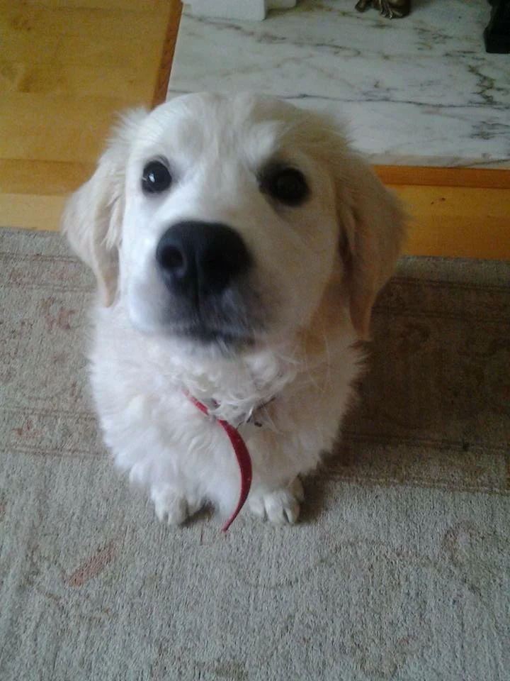 waddington puppy 1.JPG