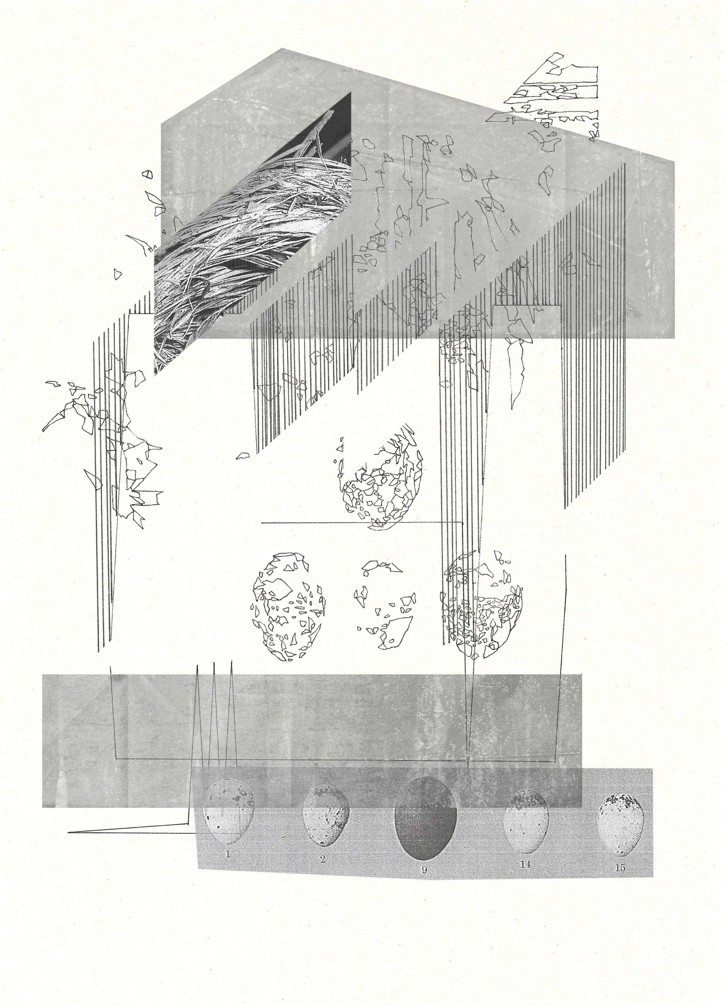 Nest_004