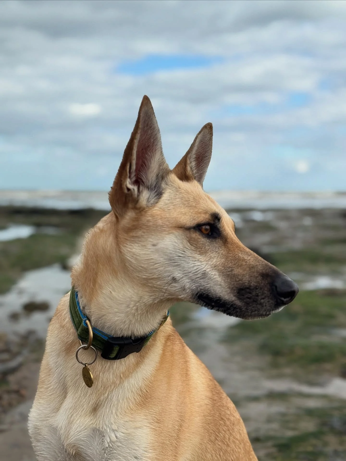 👑🩵

#welthundetag #queen #rescuedogsofinstagram #love #thebest #animallover