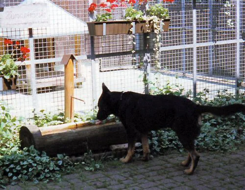 Erfrischung für durstige Hunde