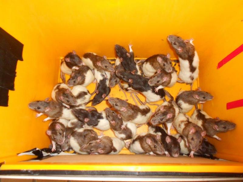 Ratten