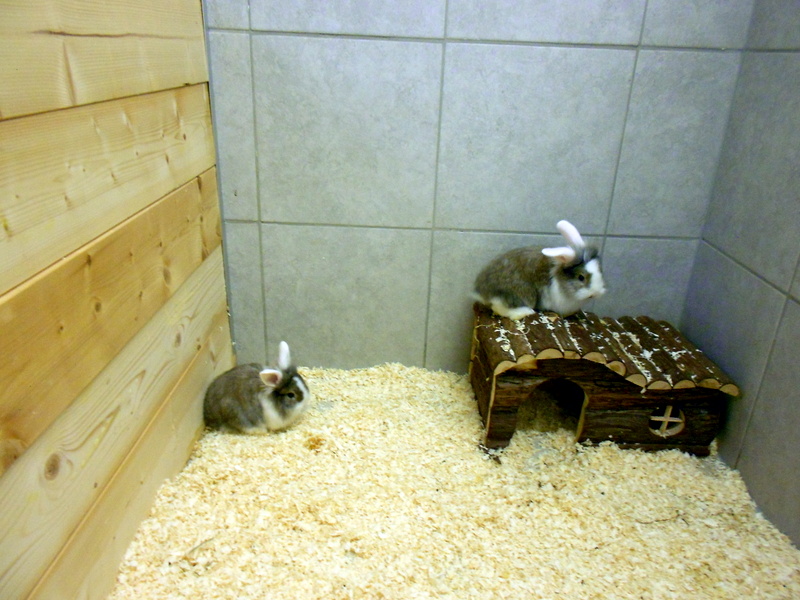 Kaninchen im neuen Nagerhaus