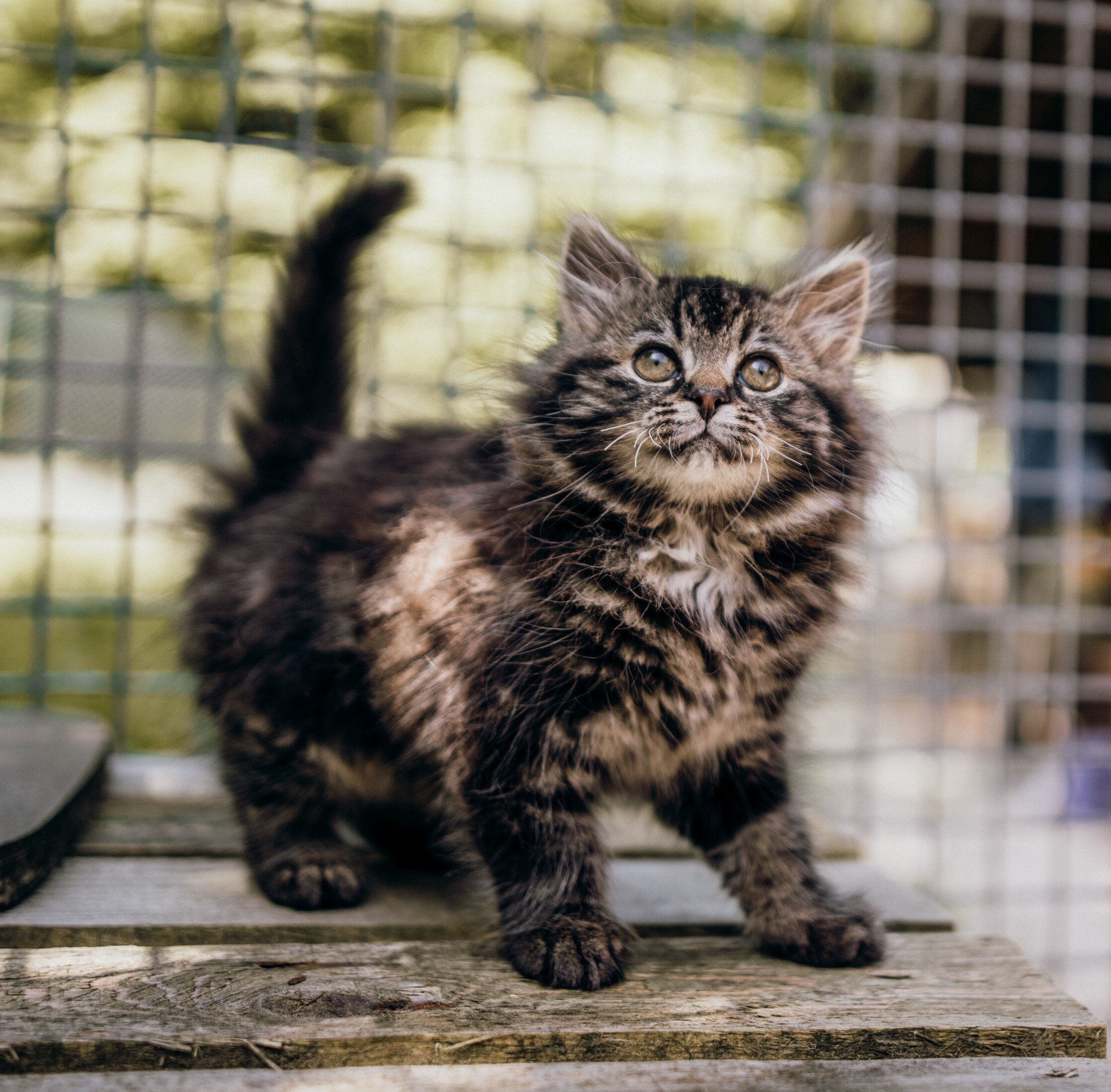 Featured image of post Babykatze Kaufen Tierheim Katzen inserategibt es in zeitungen und zeitschriften doch am gr ssten ist die auswahl im internet