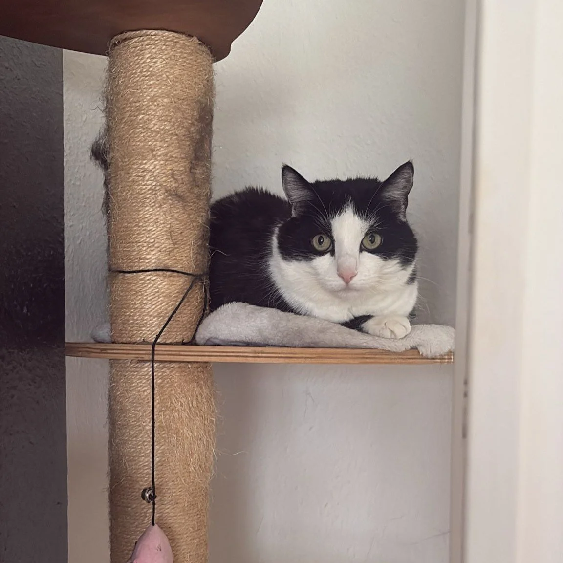 Lilly.jpg