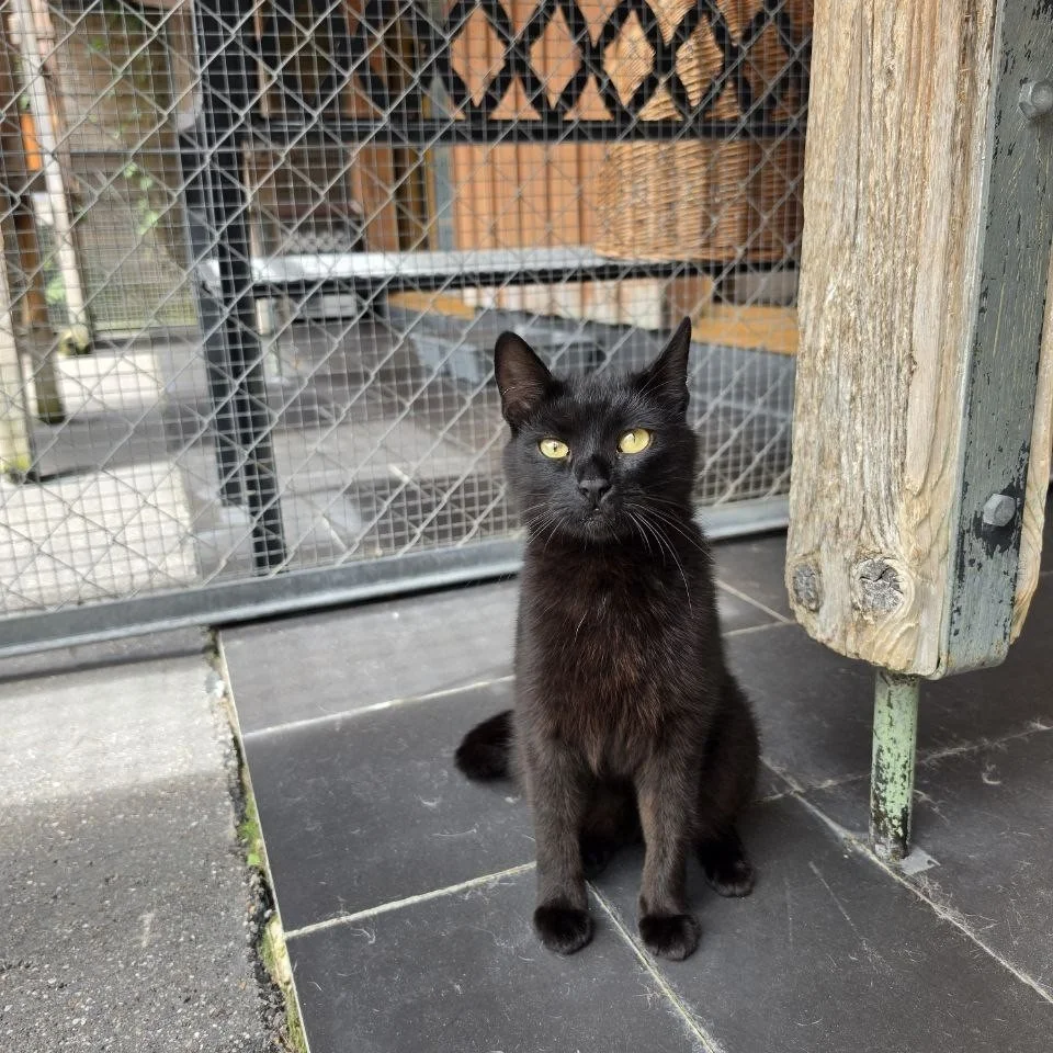 Schwarz katze 2.jpg