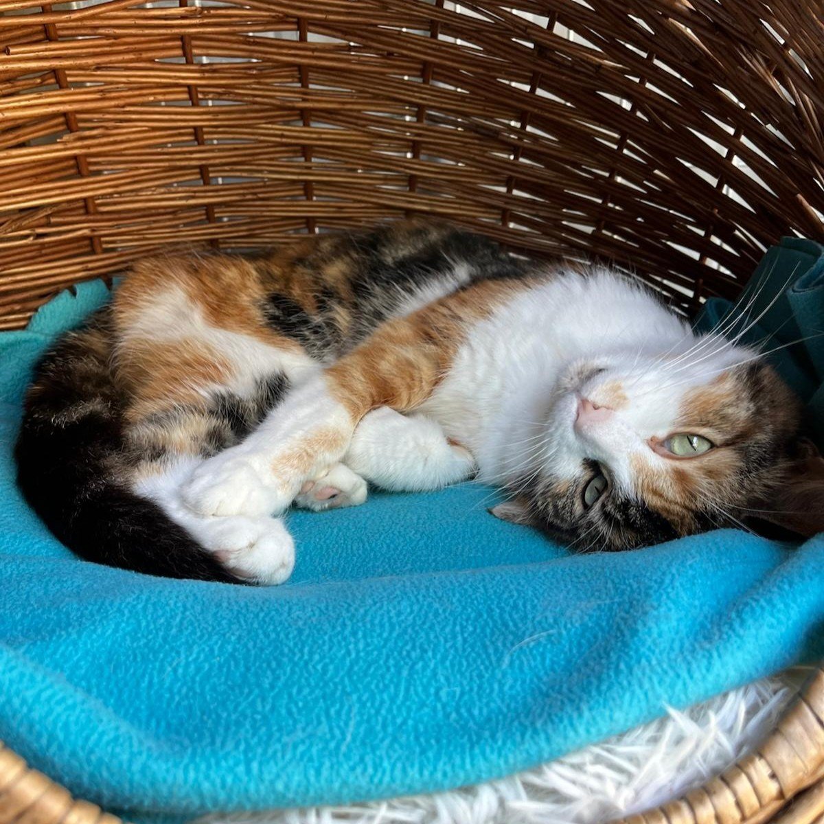 Minka5.jpeg